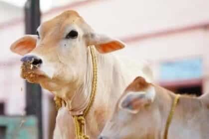 महाराष्ट्र सरकार का बड़ा फैसला: गौमाता को राज्य माता घोषित किया, ऐसा करने वाला देश का बना पहला राज्य