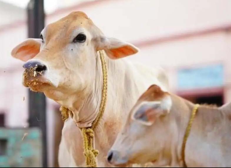 महाराष्ट्र सरकार का बड़ा फैसला: गौमाता को राज्य माता घोषित किया, ऐसा करने वाला देश का बना पहला राज्य