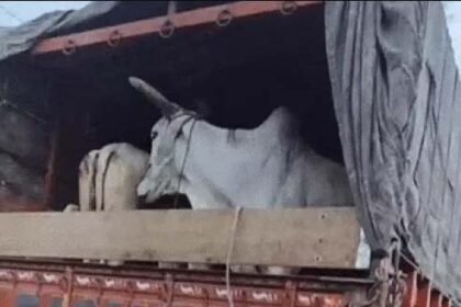 जालंधर: पठानकोट हाईवे पर स्थित पंजाबी बाग के पास गौ-रक्षकों ने पकड़ा गौ तस्कर; जांच जारी