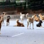 हरियाणा और पंजाब में डॉग बाइट के मामलों को लेकर हाईकोर्ट की सख्ती : जिलों से डॉग बाइट और नसबंदी की रिपोर्ट मांगी