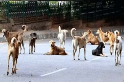 हरियाणा और पंजाब में डॉग बाइट के मामलों को लेकर हाईकोर्ट की सख्ती : जिलों से डॉग बाइट और नसबंदी की रिपोर्ट मांगी