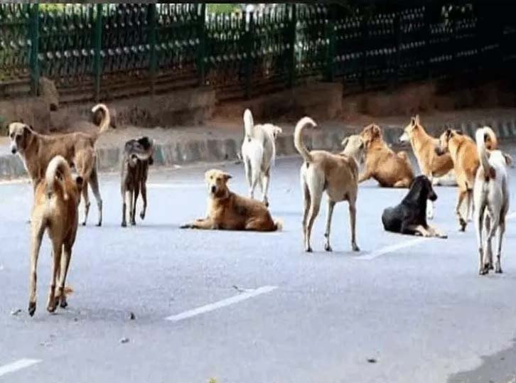 हरियाणा और पंजाब में डॉग बाइट के मामलों को लेकर हाईकोर्ट की सख्ती : जिलों से डॉग बाइट और नसबंदी की रिपोर्ट मांगी