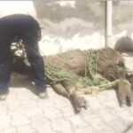 जालंधर के गांव छोटे गोट में घुसा बारहसिंगा : लोगों में मची अफरातफरी, लोगों ने घेरकर पकड़ा, कई जगह चोटें लगी