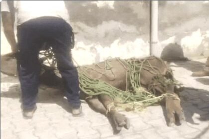 जालंधर के गांव छोटे गोट में घुसा बारहसिंगा : लोगों में मची अफरातफरी, लोगों ने घेरकर पकड़ा, कई जगह चोटें लगी