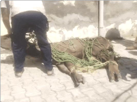 जालंधर के गांव छोटे गोट में घुसा बारहसिंगा : लोगों में मची अफरातफरी, लोगों ने घेरकर पकड़ा, कई जगह चोटें लगी