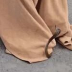 जालंधर की पॉश कॉलोनी में खाली प्लांट से 12 सांप मिलने से मचा हड़कंप : सपेरों ने घंटों मशक्कत कर बीन बजाकर सभी सांपों को पकड़ा ; इसमें 1 कोबरा भी शामिल