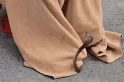 जालंधर की पॉश कॉलोनी में खाली प्लांट से 12 सांप मिलने से मचा हड़कंप : सपेरों ने घंटों मशक्कत कर बीन बजाकर सभी सांपों को पकड़ा ; इसमें 1 कोबरा भी शामिल