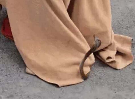 जालंधर की पॉश कॉलोनी में खाली प्लांट से 12 सांप मिलने से मचा हड़कंप : सपेरों ने घंटों मशक्कत कर बीन बजाकर सभी सांपों को पकड़ा ; इसमें 1 कोबरा भी शामिल