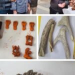 वन्यजीव अंगों की तस्करी का भंडाफोड़: तीन आरोपी गिरफ्तार, सांभर के सींग, हाथाजोड़ी और जंगली बिल्ली के अंग बरामद”