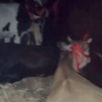 गौ तस्करी के शक में हिंदू संगठनों ने पकड़ा ट्रक : ड्राइवर जालंधर पुलिस की हिरासत में ; UP से जम्मू जा रहा था ट्रक