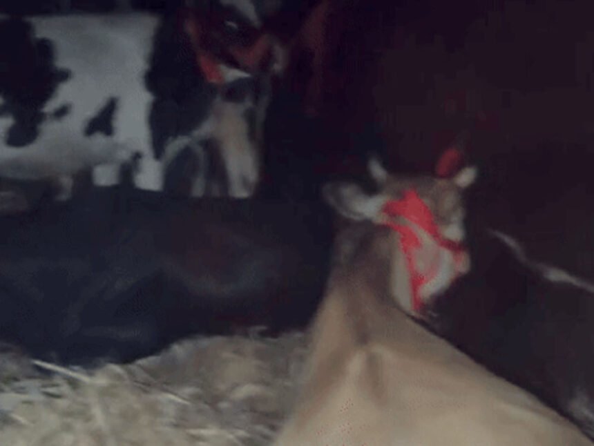 गौ तस्करी के शक में हिंदू संगठनों ने पकड़ा ट्रक : ड्राइवर जालंधर पुलिस की हिरासत में ; UP से जम्मू जा रहा था ट्रक