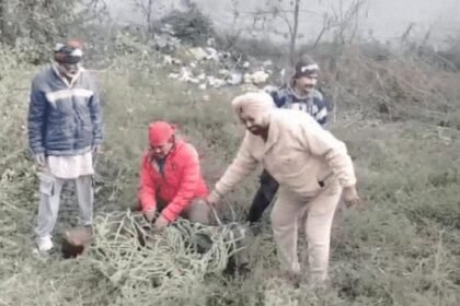 जालंधर के पठानकोट चौक के रिहायशी इलाके में जंगली सांभर होने से मचा हड़कंप : वन विभाग और पीसीआर टीम ने कड़ी मशक्कत के बाद पकड़ा