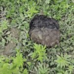 जालंधर में खाली प्लॉट में मिला इंसानी सिर: कुत्ते के मुंह में खोपड़ी देख मचा हड़कंप, फॉरेंसिक जांच शुरू