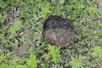 जालंधर में खाली प्लॉट में मिला इंसानी सिर: कुत्ते के मुंह में खोपड़ी देख मचा हड़कंप, फॉरेंसिक जांच शुरू