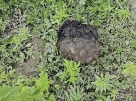 जालंधर में खाली प्लॉट में मिला इंसानी सिर: कुत्ते के मुंह में खोपड़ी देख मचा हड़कंप, फॉरेंसिक जांच शुरू