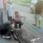 जालंधर में रफ्तार का कहर: ट्राले ने महिला को कुचला, मौके पर मौत