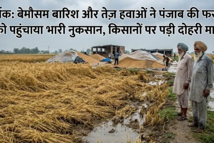 बेमौसम बारिश और तेज़ हवाओं ने पंजाब की फसलों को पहुंचाया भारी नुकसान, किसानों पर पड़ी दोहरी मार