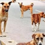 डॉग अटैक पर सख्त हुई पंजाब सरकार : :CM मान ने एक्स पर पोस्ट किया; हर महीने 10 हजार लोगों को काट रहे डॉग्स