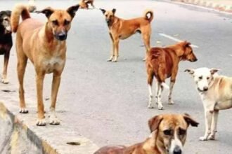 डॉग अटैक पर सख्त हुई पंजाब सरकार : :CM मान ने एक्स पर पोस्ट किया; हर महीने 10 हजार लोगों को काट रहे डॉग्स