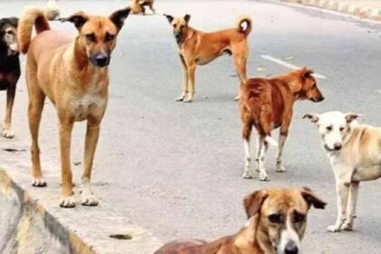 डॉग अटैक पर सख्त हुई पंजाब सरकार : :CM मान ने एक्स पर पोस्ट किया; हर महीने 10 हजार लोगों को काट रहे डॉग्स