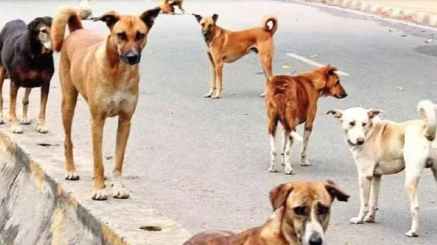 डॉग अटैक पर सख्त हुई पंजाब सरकार : :CM मान ने एक्स पर पोस्ट किया; हर महीने 10 हजार लोगों को काट रहे डॉग्स