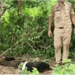 जालंधर में एनकाउंटर: गिरफ्तारी के दौरान बदमाश ने चलाई गोली, पुलिस ने किया जवाबी एक्शन